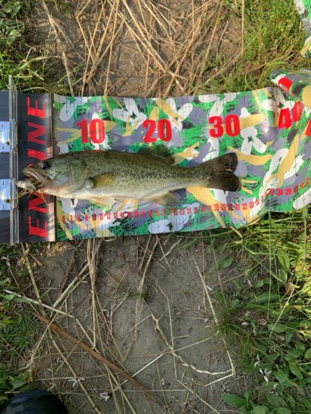 アベレージサイズ