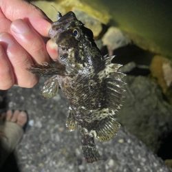 旧密林に潜む巨大蟹！