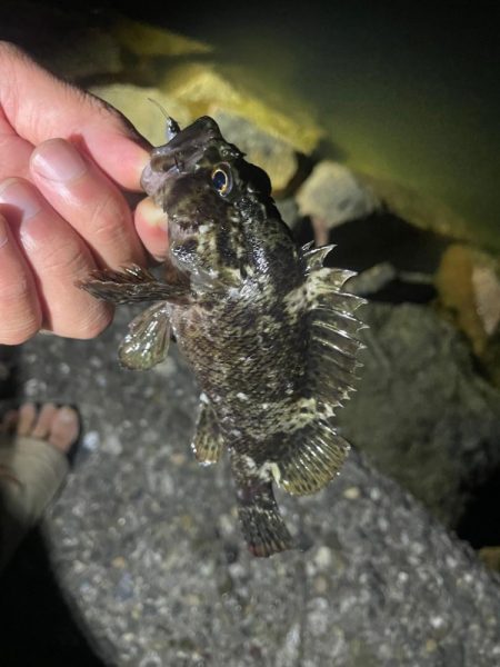 旧密林に潜む巨大蟹！