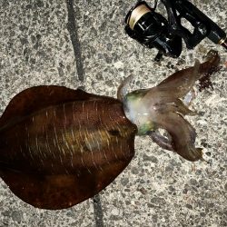 春イカ　自己記録更新！