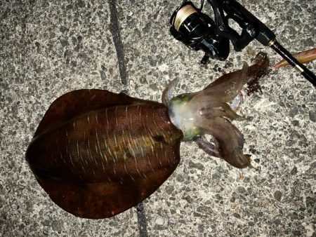 春イカ　自己記録更新！