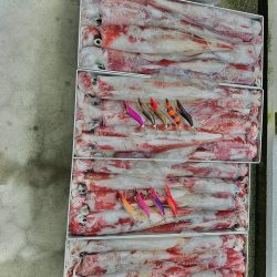 白イカ釣行