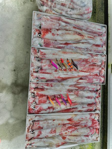白イカ釣行