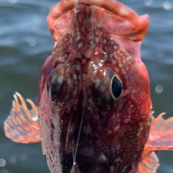 ポイントによりけり