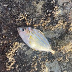 渋ギスタのちょい釣り