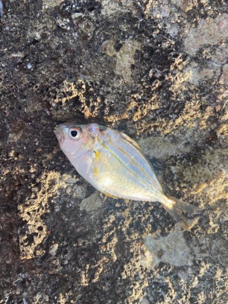 渋ギスタのちょい釣り