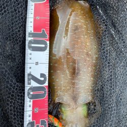 今年初アオリandコウイカ！