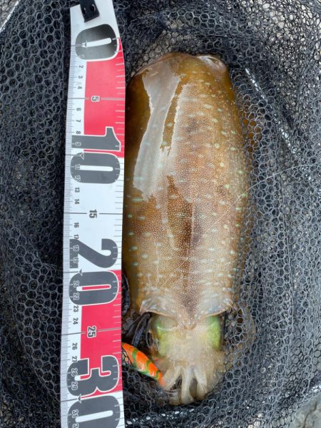 今年初アオリandコウイカ！