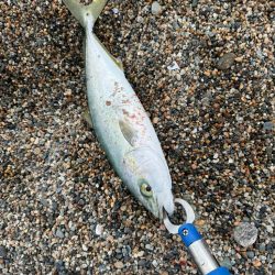 今日も青物狙い