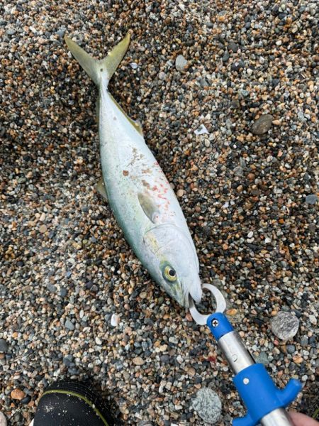 今日も青物狙い