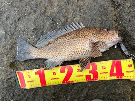 ロックフィッシュシーズン到来