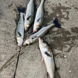 シーバス好調です♪