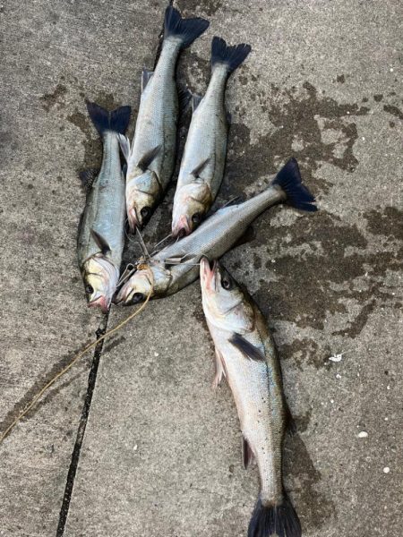 シーバス好調です♪