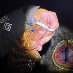 ミドル？ライトゲームでキジハタを