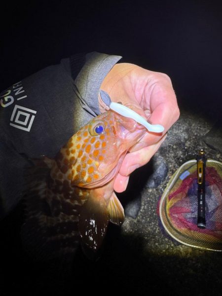 ミドル？ライトゲームでキジハタを