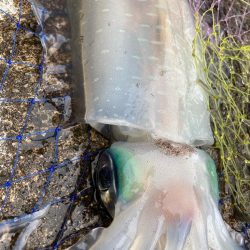 アオリのちシーバス