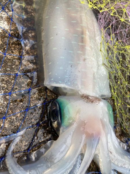 アオリのちシーバス