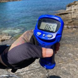 チョット小さめ春イカ