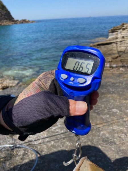 チョット小さめ春イカ