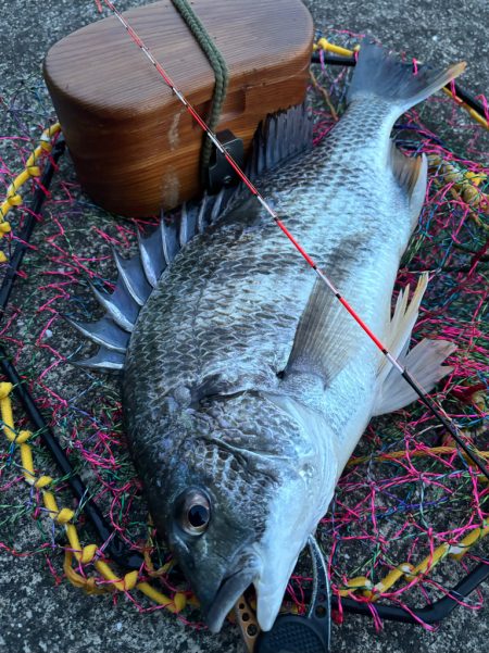 ヘチってきました