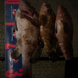 魚津港 夜フカセ