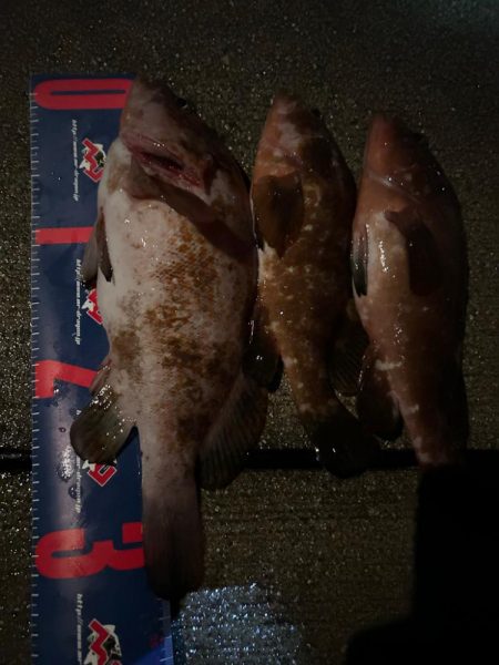 魚津港 夜フカセ