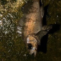 短時間でも楽しめる!