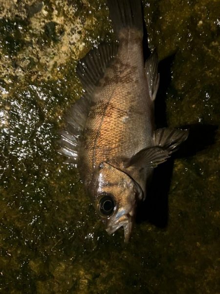 短時間でも楽しめる!