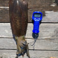 ヤエン釣り初キロover2杯良型2杯