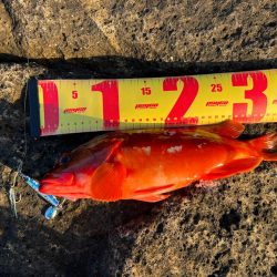 根魚シーズン到来か？