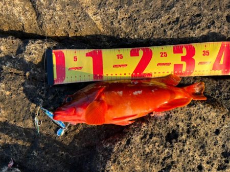 根魚シーズン到来か？