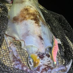 春🦑開幕!\(^o^)/