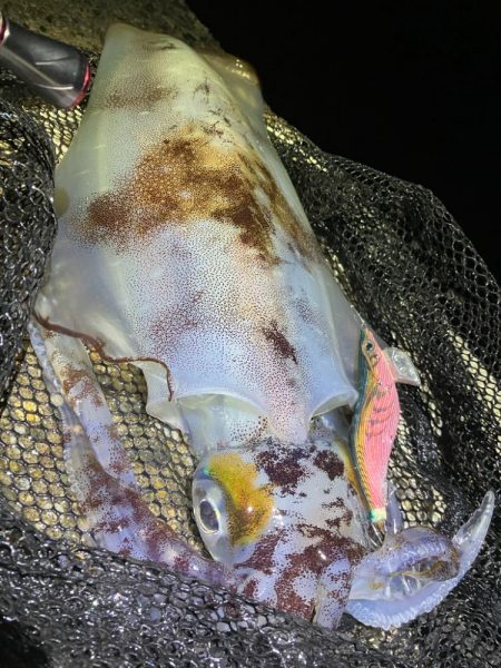 春🦑開幕!\(^o^)/