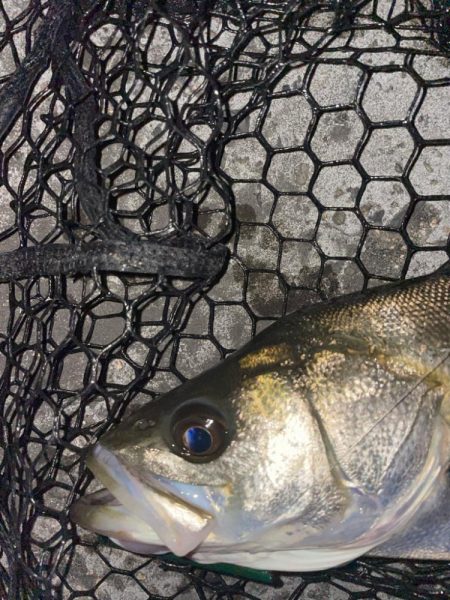 バチ抜けシーバス