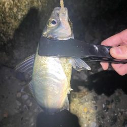 フロート、ショアジギ