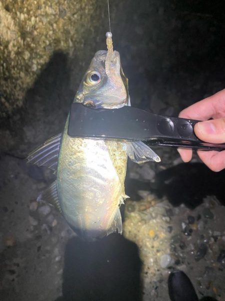 フロート、ショアジギ