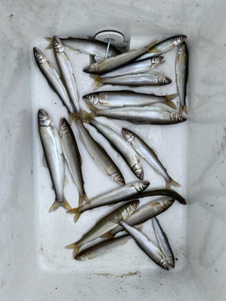 小鮎釣り