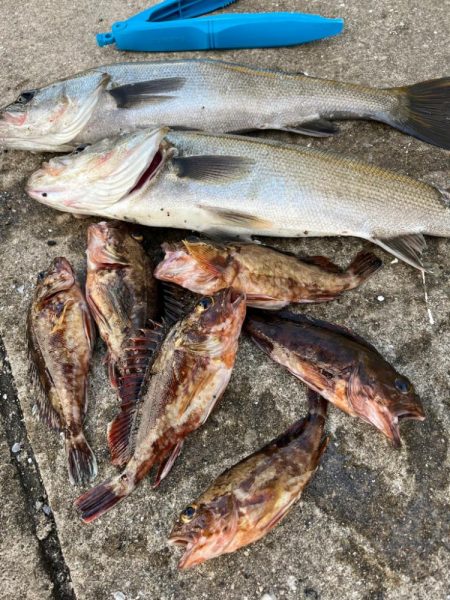 ガシラあたり多く好調です