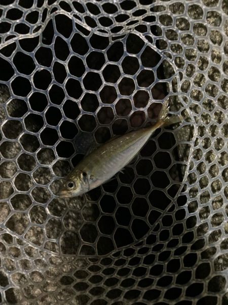 久しぶりのりんくう