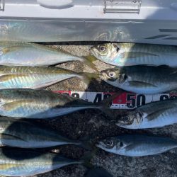 バチコンアジング