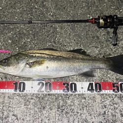 アジとシーバス