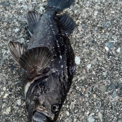 まさかの巨大クロソイ