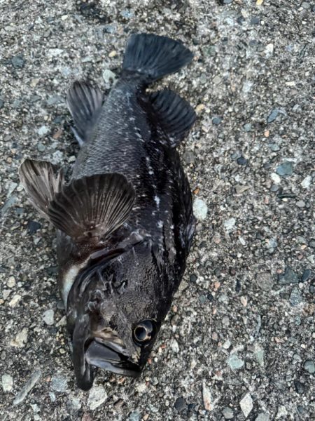 まさかの巨大クロソイ