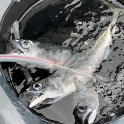 東京湾、ウィリー五目船