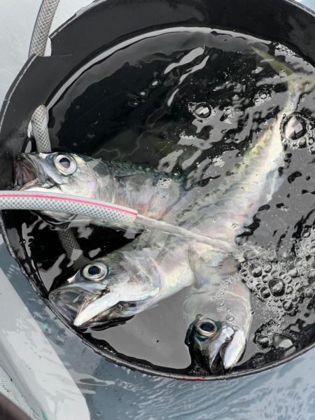 東京湾、ウィリー五目船