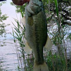 夕まずめのブルフラット
