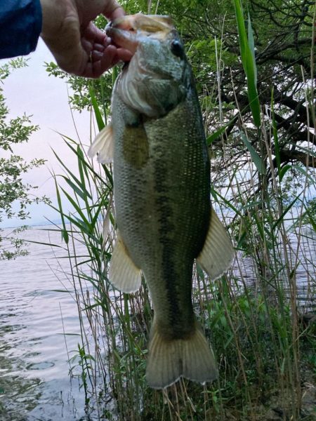 夕まずめのブルフラット