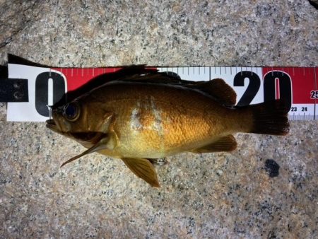 爆風メバリング