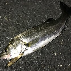 顔をみれただけでも満足！