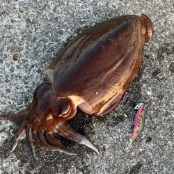 キロアップのデカモンゴウイカ登場！